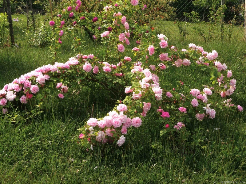 'Kathleen Harrop' rose photo