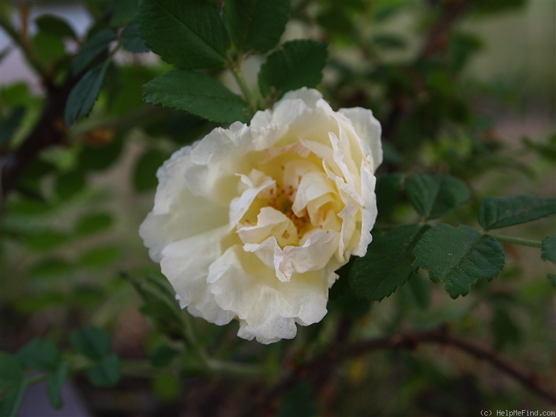 'Stella Polaris' rose photo