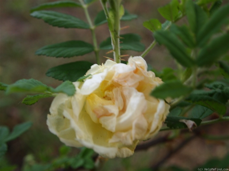 'Stella Polaris' rose photo
