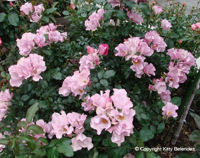'The Rose Garden of Bob & Kitty Belendez'  photo