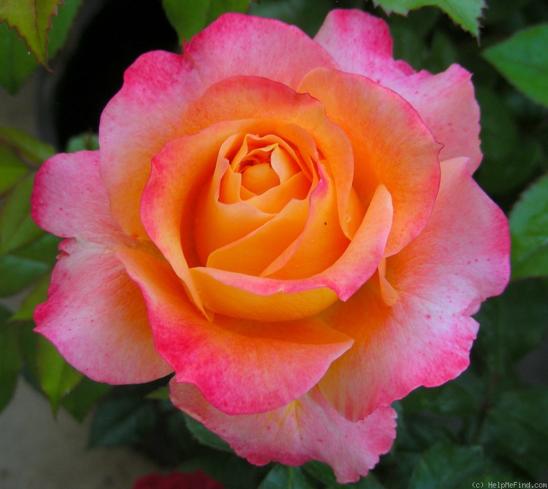 'Tangerine Streams' rose photo