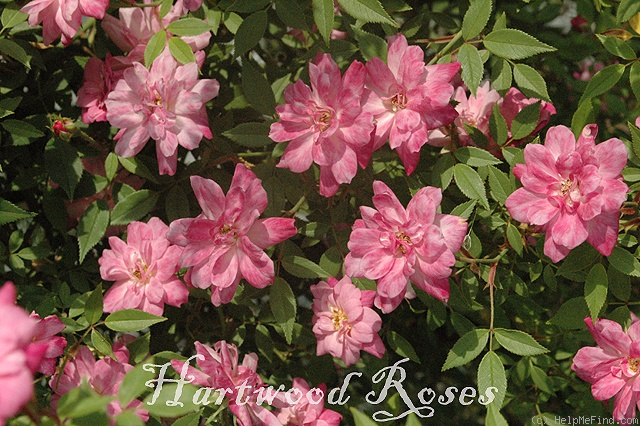 'Rouletii, Cl.' rose photo