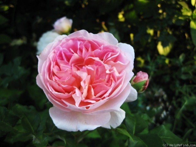 'Emanuel ® (English rose, Austin, 1985)' rose photo