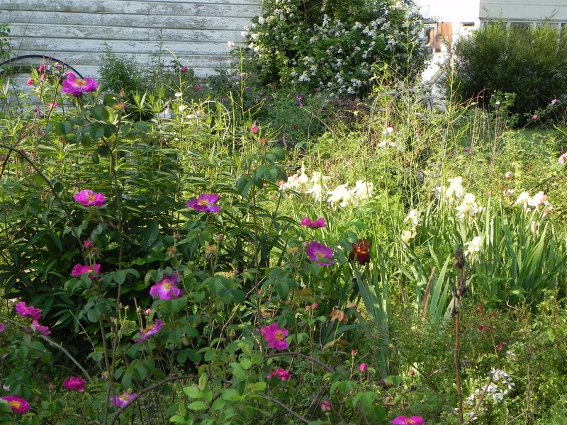 'BJ's Wilderness Garden'  photo