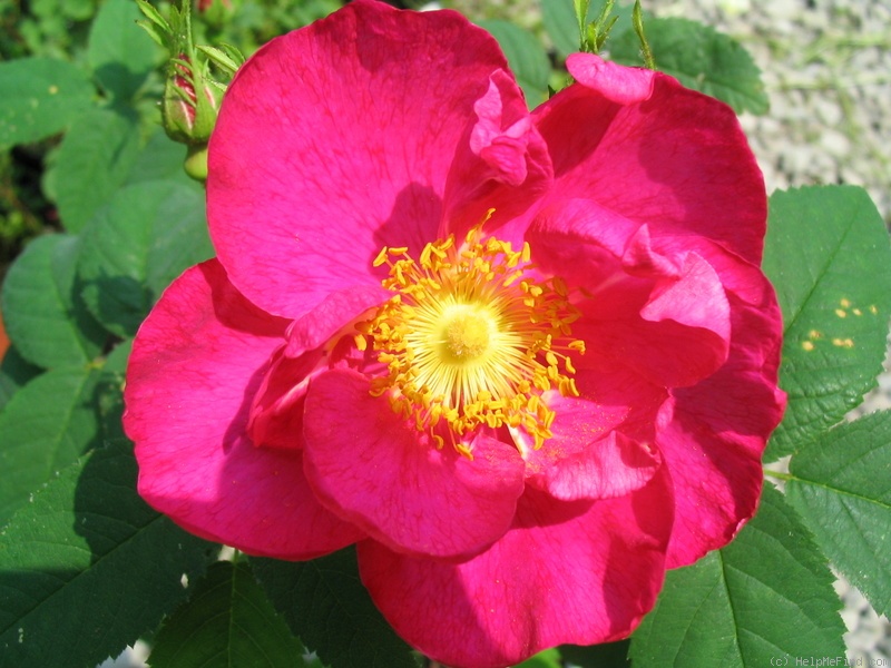 'Alika' rose photo