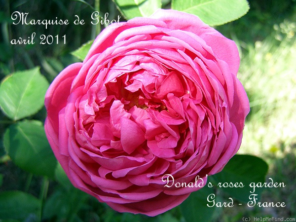 'Marquise de Gibot' rose photo