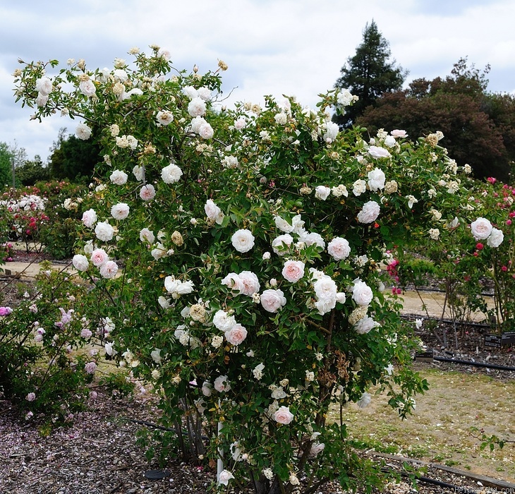 'Aennchen von Tharau (climber, Geschwind, 1885)' rose photo