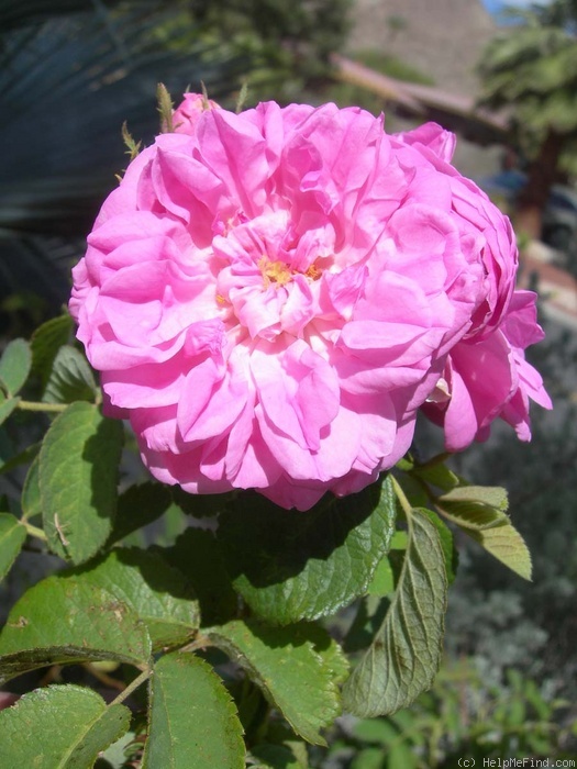 '<i>Rosa</i> X <i>damascena</i> 'Bifera'' rose photo