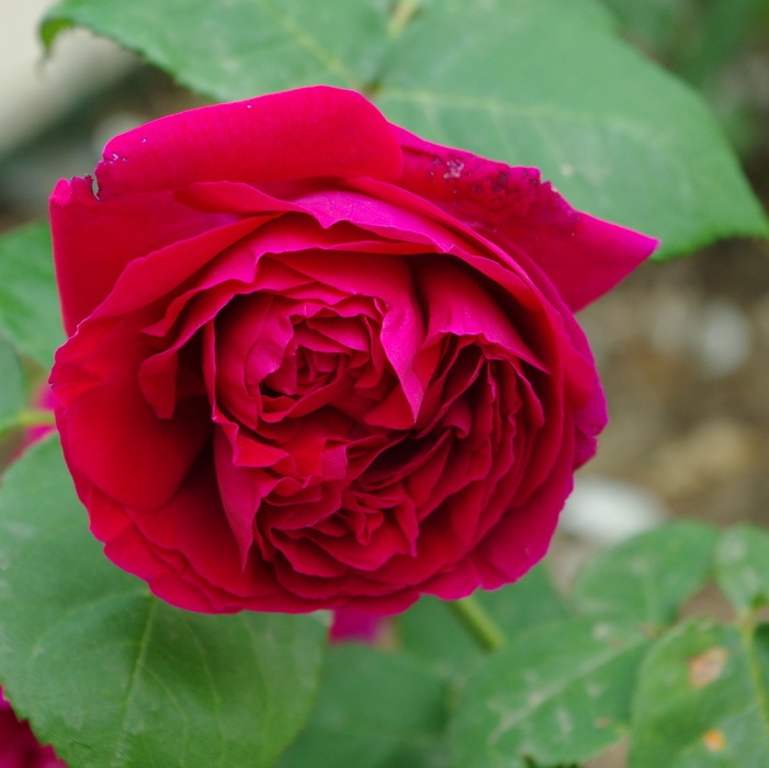 'Charles Lefèbvre' rose photo