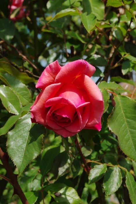 'Mrs. Sam McGredy' rose photo