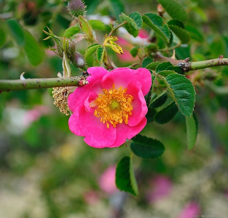 'Anne of Geierstein' rose photo