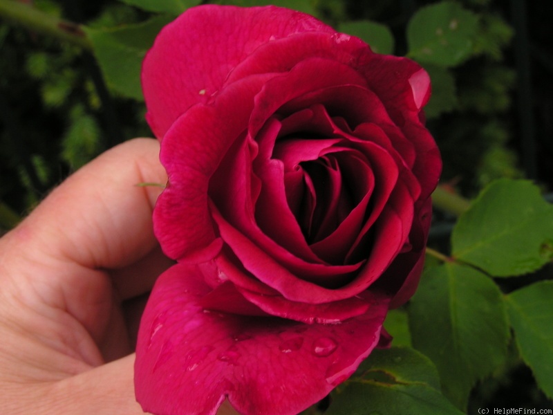 'Étoile de Hollande, Cl.' rose photo