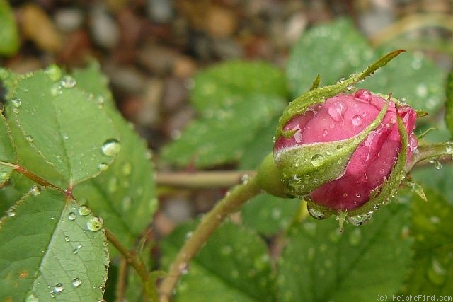 'Hamadan' rose photo