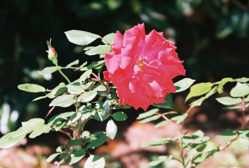 'Impatient' rose photo