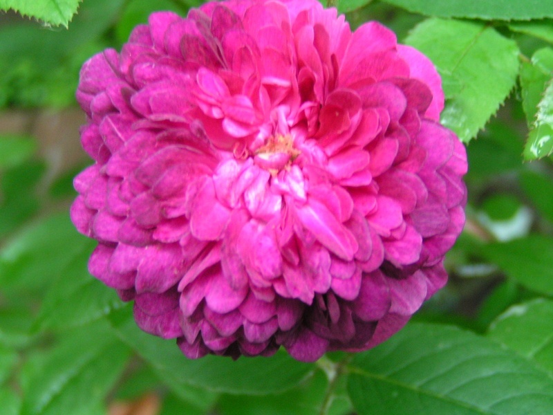 'Genéral Stefánik' rose photo