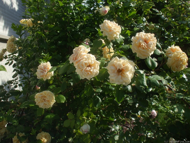 'Madame Triffle' rose photo