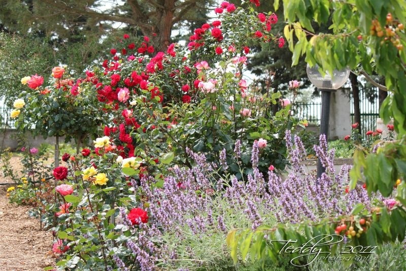 'Il giardino delle rose'  photo