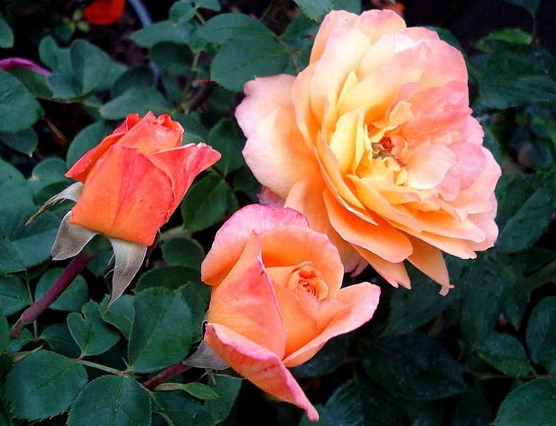 'Orientalia ®' rose photo