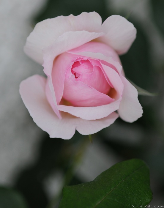 'The Wedgewood Rose' rose photo