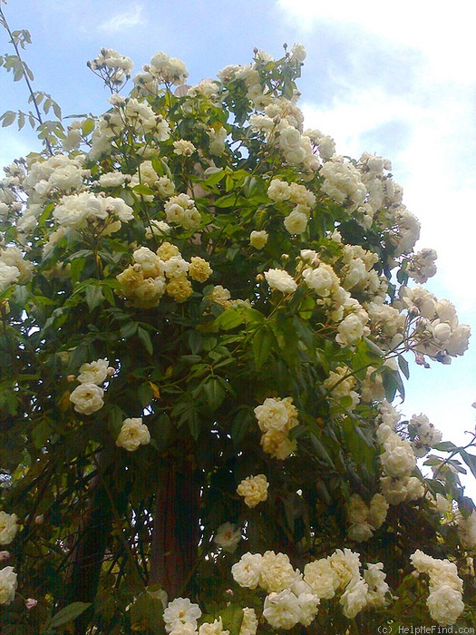 'Aimée Vibert, Cl. (Noisette, Curtis 1841)' rose photo