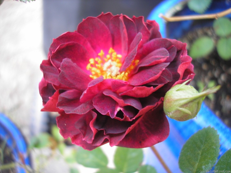 'Fiesta Ruby' rose photo