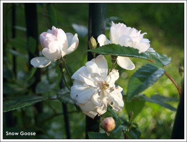 'Snow Goose' rose photo