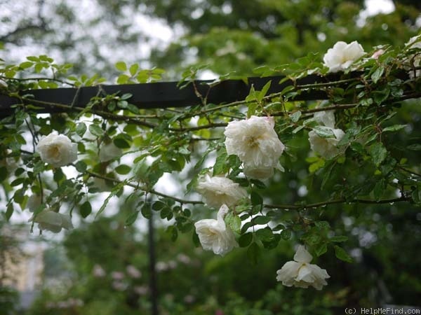 'Albéric Barbier (Rambler, Barbier, 1900)' rose photo