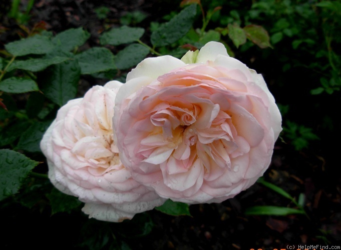 'Pastella ® (floribunda, Evers/Tantau, 1998)' rose photo