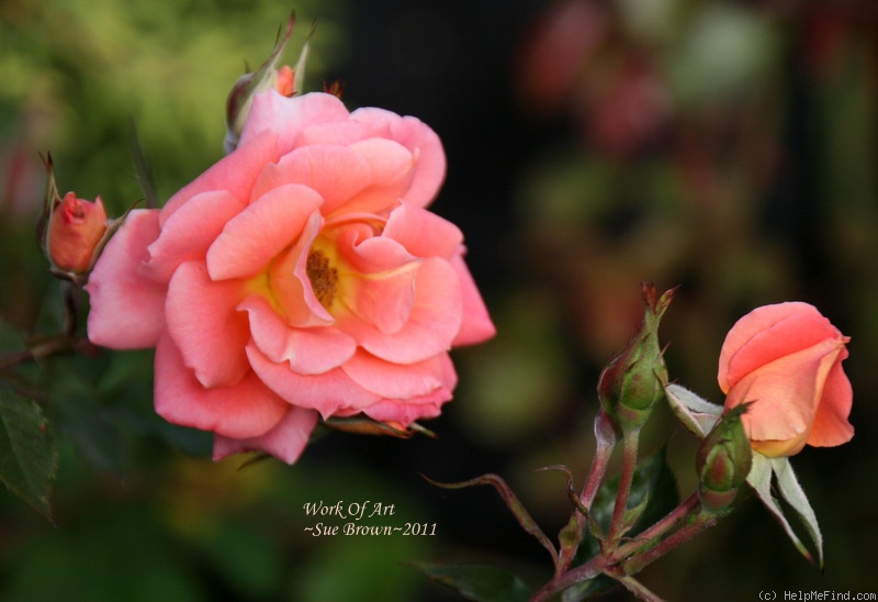'Work of Art ™' rose photo