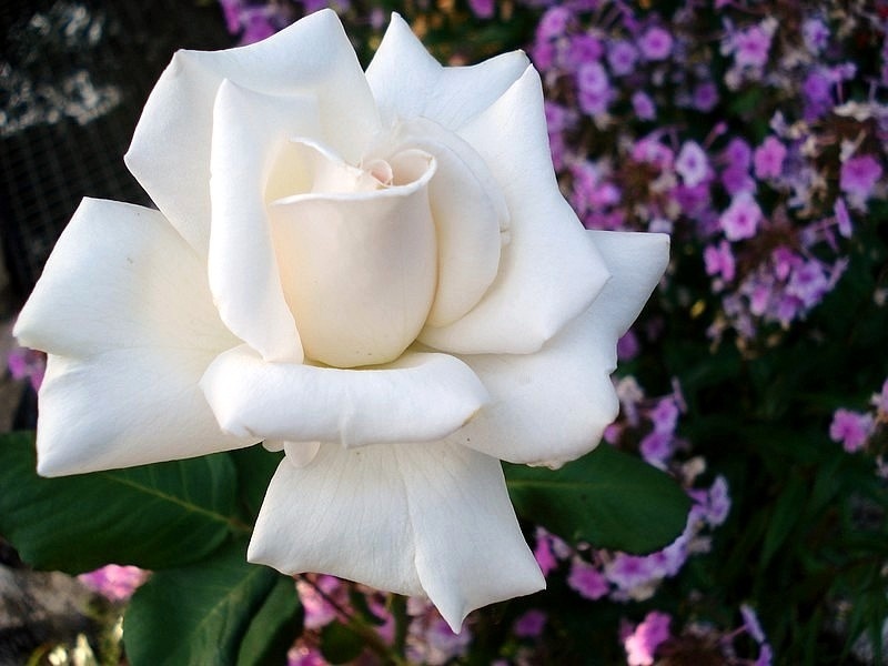 'Royal Philharmonic' rose photo