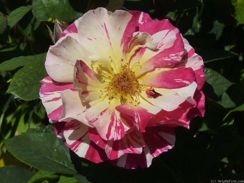 'Maurice Utrillo ™' rose photo