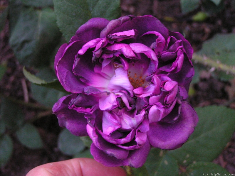 'William Lobb (Moss, Laffay, 1855)' rose photo