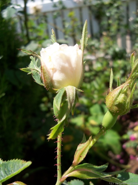 'Maiden's Blush (alba)' rose photo