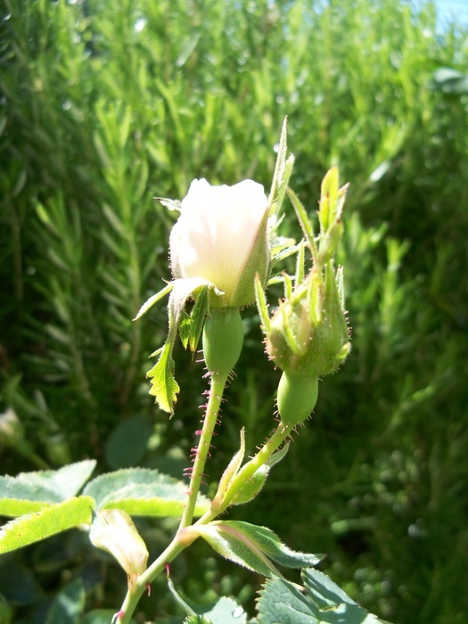 'Rose cottage'  photo