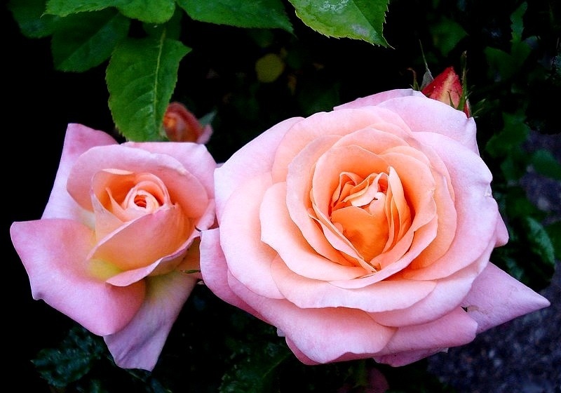 'Saga ® (floribunda, Fryer, 2009)' rose photo