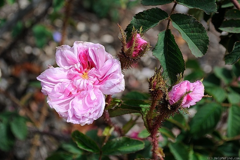 'Common Moss' rose photo
