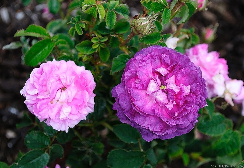 'Alexandre Laquement' rose photo