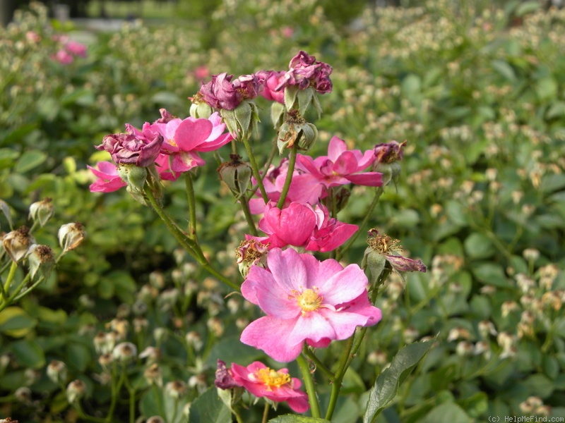 'DayDream ™(shrub, Lim 2004)' rose photo