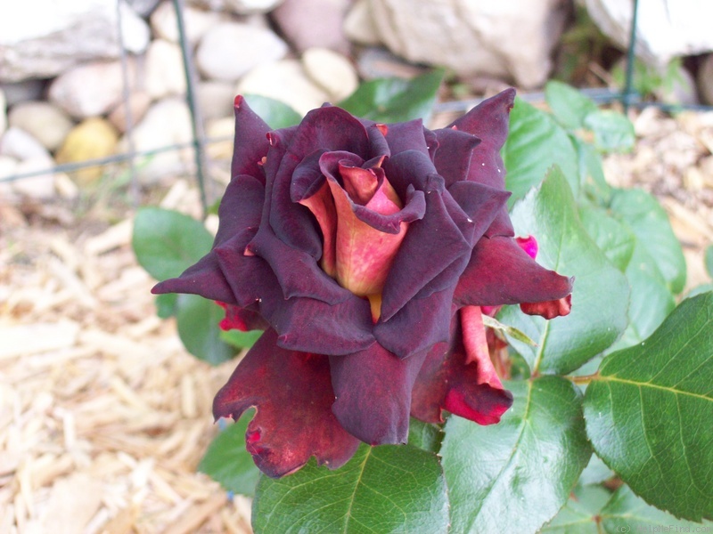 'Dark Night (hybrid tea, Meilland before 2008)' rose photo