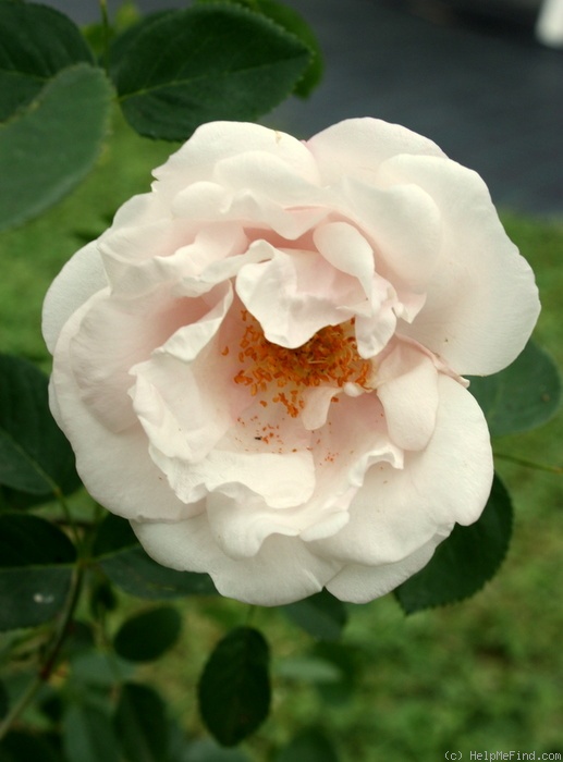 'Splendens (Ayrshire, unknown, before 1837)' rose photo