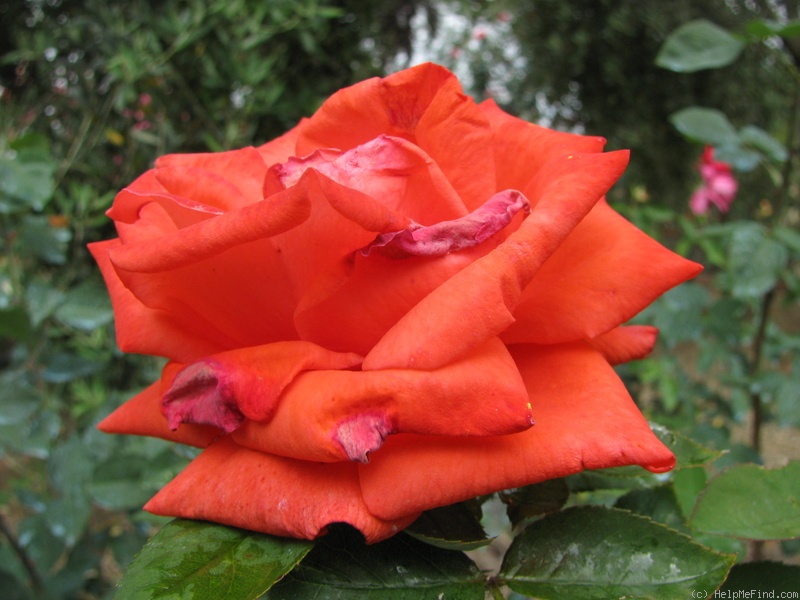 'Amica (hybrid tea, Cazzaniga, 1965)' rose photo