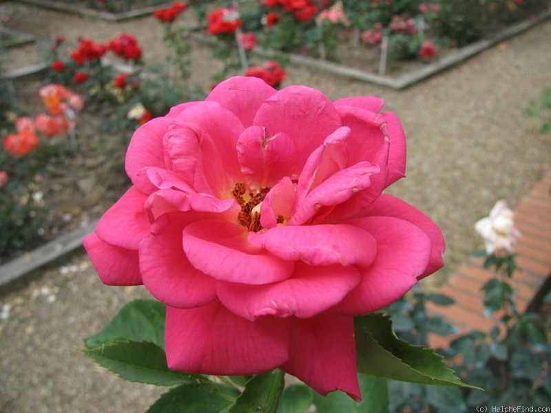 'Armonia' rose photo