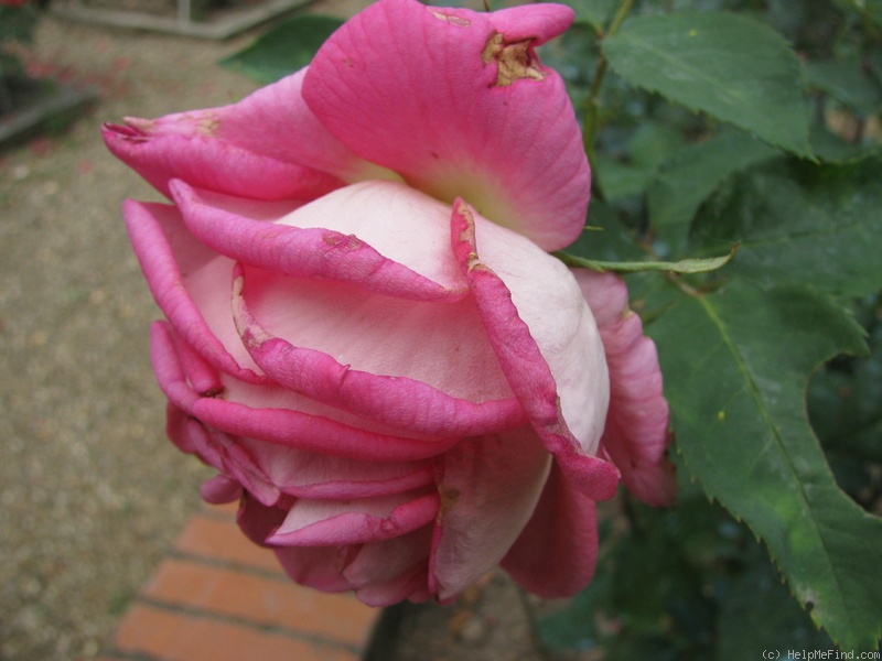 'Armonia' rose photo