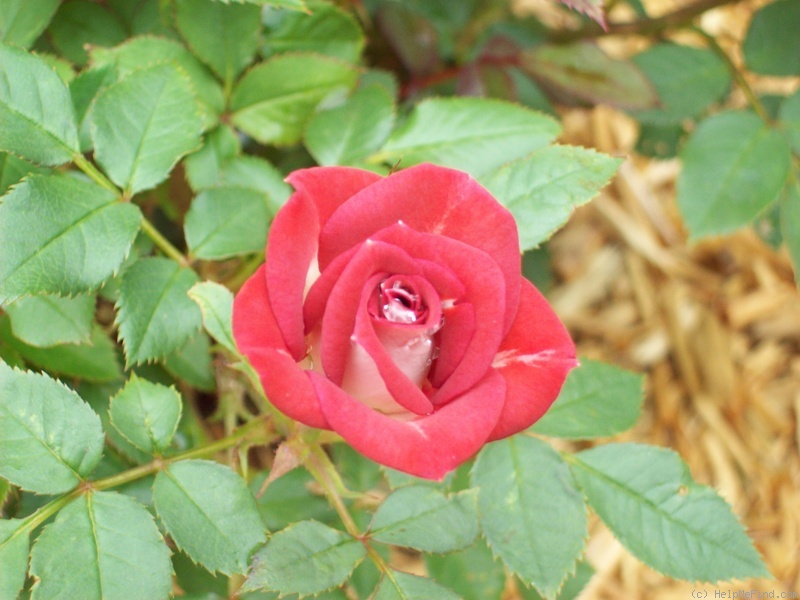 'Cinnamon Girl ™' rose photo