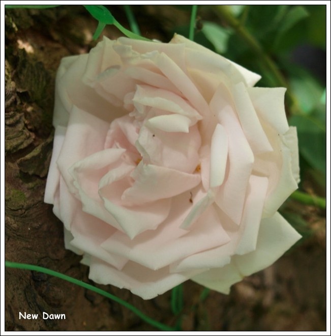 'New Dawn (Large Flowered Climber, Dreer, 1930)' rose photo