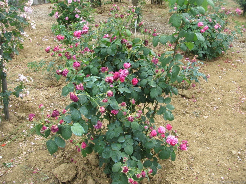 'Madame Jeannine Joubert' rose photo