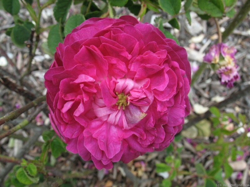 'Agathe Fatime' rose photo