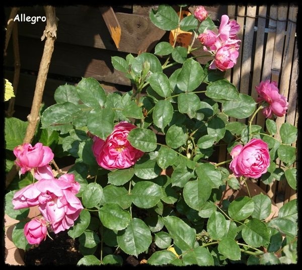 'Allegro ® (climber, Meilland, 2010)' rose photo