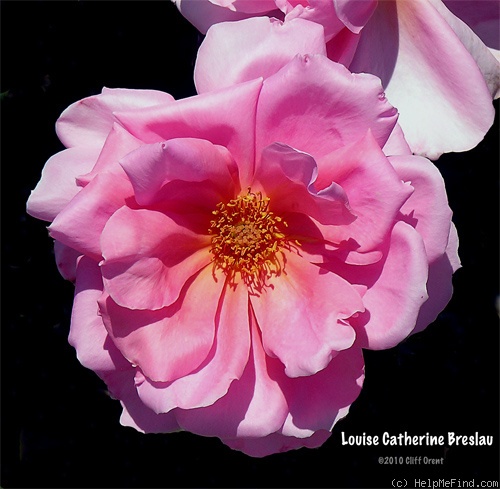 'Louise Catherine Breslau' rose photo