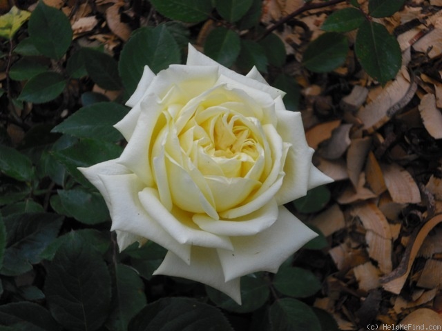 'Perle des Jardins' rose photo